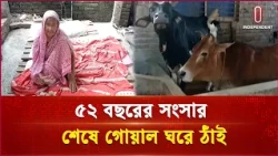 জীবনের শেষ বেলায় স্বামীর প্রতারণায় সহায়-সম্বল হারিয়ে গোয়াল ঘরে ঠাঁই বৃদ্ধার | Independent TV