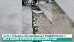 Cafayate. Descubren un ejemplar de Cannabis sativa en la vereda de una calle #canal7salta