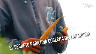 The Secret to a Carrot Harvest - TvAgro by Juan Gonzalo Angel
