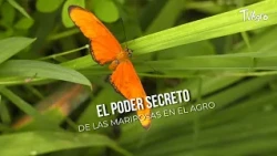 The SECRET POWER of butterflies in agriculture - TvAgro by Juan Gonzalo Angel