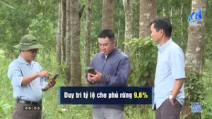 Năm 2026, Tây Ninh phấn đấu khai thác gỗ đạt khoảng 170.000 m³