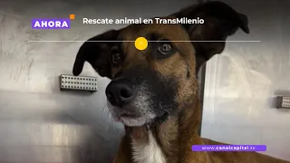 Harley, the rescued pet from TransMilenio allegedly used for begging | News
