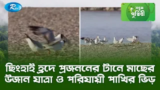ছিংহাই হ্রদে প্রজননের টানে মাছের উজান যাত্রা ও পরিযায়ী পাখির ভিড় | Sobuj Prithibe | Rtv