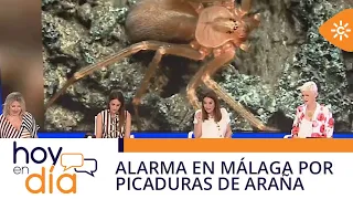 Today | Alarm in Malaga over recent cases of brown recluse spider bites