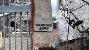 Լուսան, անգղեր, կռունկներ․ ի՞նչ վիճակում են «Հրաշք այգու» կենդանիները տեղափոխվել Կենդանաբանական այգի