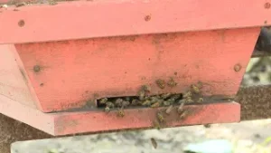 Собирая надежду из самого сердца леса: GRTS исследует истории переработчиков меда.