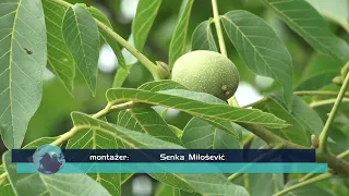 TV Informator  - VREME 29 jul 2026