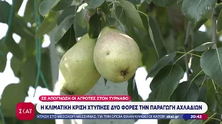 Η κλιματική κρίση χτύπησε δύο φορές την παραγωγή αχλαδιών – Σε απόγνωση οι αγρότες στον Τύρναβο