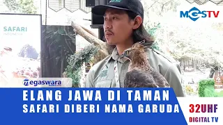 JAVANESE HAWK IN SAFARI PARK IS NAMED GARUDA