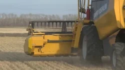 First harvest of "Taimas" gathered in Akmola Region