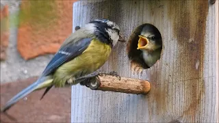 Pimpelmezen, deel 1 (Natuurlijk! 06-07-2026)
