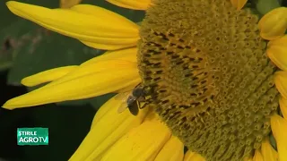 Bee subsidy blocked 09/10/2026