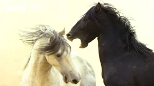 2 Hours of the Greatest Fights in the Animal Kingdom | BBC Earth