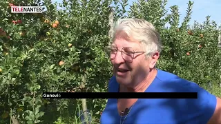 APPLES SCARRED BY THE HEAT