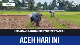 Drought Disrupts Agricultural Sector | Aceh News Today
