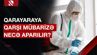 Samuxda qarayara ilə bağlı hansı profilaktik tədbirlər görülür? - Real TV