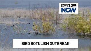 Tule Lake refuge near California-Oregon border sees record bird botulism outbreak
