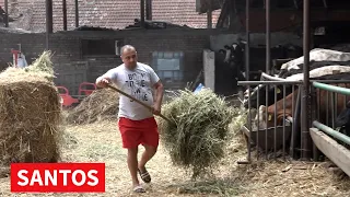 POVRATAK PROIZVODNJI MLEKA U MELENCIMA