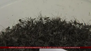 Jesu li komarci u Osijeku napokon pod kontrolom?