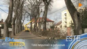 Több helyszínen is gallyaznak