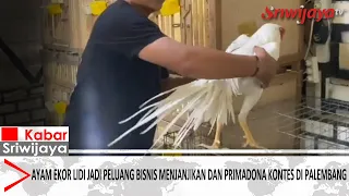 Lidi-Tail Chickens Become a Promising Business Opportunity and Contest Favorite in Palembang