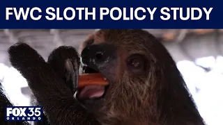 FWC lays out policy changes for import of sloths in Florida