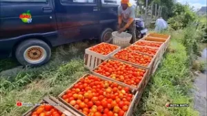 CUACA MEMBAIK, VOLUME HASIL PANEN TOMAT MENINGKAT