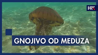 Znanstvenici Instituta Ruđer Bošković u Rovinju istražuju poljoprivredne mogućnosti meduza