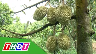Mã vùng trồng và vấn đề tiêu thụ | Khuyến nông - 28/7/2026 | THDT
