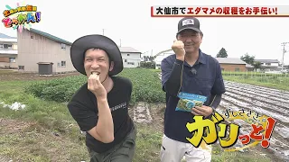 すしささき。は大仙市の枝豆農家で収穫を体験し、旬の味覚を味わう！「土曜の情報缶詰どっかん！」▶すしささき。のガリっと！◀2026年8月22日放送