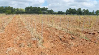 La calor fa ajornar fins al 2028 la primera verema de Terrassenc de Mossèn Homs