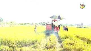 The rice harvest season in Hung Yen