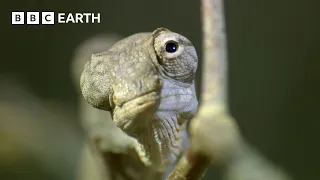 A Chameleon's Race Against Time | Madagascar | BBC Earth