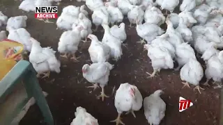 Government Targets Greater Poultry Independence With New Hatchery