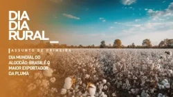 World Cotton Day: Brazil is the largest exporter of the fiber