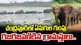 Elephants Hulchal : చంద్రపూర్ లో ఏనుగుల గుంపు.. గజగజ వణికిన గ్రామస్తులు.. | Prime9 News