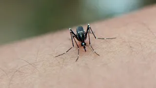 Brote de chikungunya en Centroamérica deja dolores articulares prolongados
