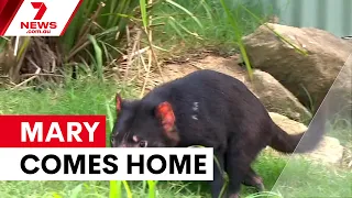 Beloved Tasmanian devil Mary returns home after remarkable recovery | 7NEWS