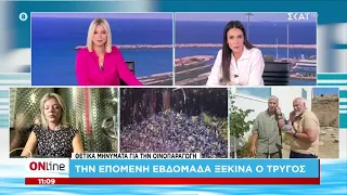 Θετικά μηνύματα για την οινοπαραγωγή: Την επόμενη εβδομάδα ξεκινά ο τρύγος | ONline | 14/08/2026