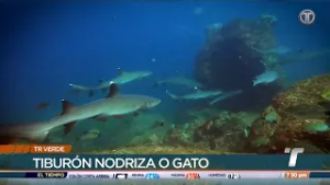 TR Verde: Tiburón nodriza o gato