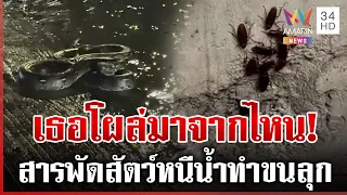 เตือนคนกรุง! ระวังสัตว์มีพิษไหลมากับน้ำ | ทุบโต๊ะข่าว | 26/09/69
