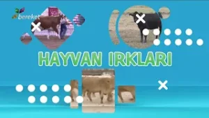 Shorthorn Sığır Irkı: Et ve Süt Veriminde Kombine Şampiyon