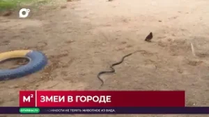 Квадратные метры / Змеи в городе / 23.07.24