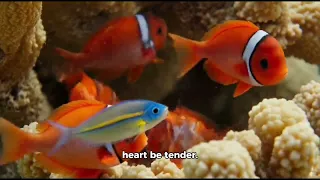 ROR - A HEART THAT BEATS WITH COMPASSION* Tuesday, February 17th*