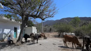 See how China’s poverty model inspires rural Mexico