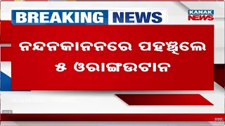 ନନ୍ଦନକାନନରେ ପହଞ୍ଚିଲେ ୫ ଓରାଙ୍ଗଉଟାନ୍‌ | Big Wildlife Alert: 5 Rare Orangutans Reach Nandankanan