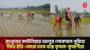 রংপুরের কাউনিয়ায় আলুর লোকসান পুষিয়ে নিতে ইরি–বোরো চাষে ব্যস্ত কৃষক-কৃষাণীরা | Asian Television
