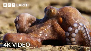 Nature's Wildest Hunters Narrated by Sir David Attenborough | 4K UHD | BBC Earth