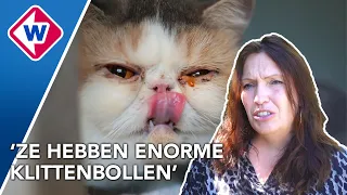 Ontstoken ogen en klitten in vacht: 21 katten gered van fokker
