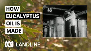 Australian eucalyptus oil producers fight against cheap synthetic oils | Landline